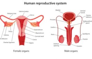 TOPIC 3: REPRODUCTION (II) ~ BIOLOGY FORM 6