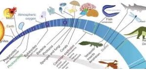 TOPIC 5: EVOLUTION ~ BIOLOGY FORM 6